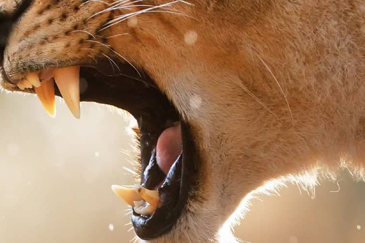 Teeth Strength Banner-1250